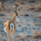 Springbock im Abendlicht