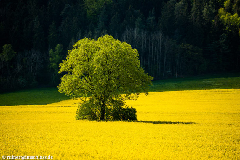 Baum im Rapsfeld