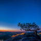 Die Lilienstein-Kiefer unterm Sternenhimmel