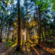 Im Wald auf dem Gipfel vom langen Horn