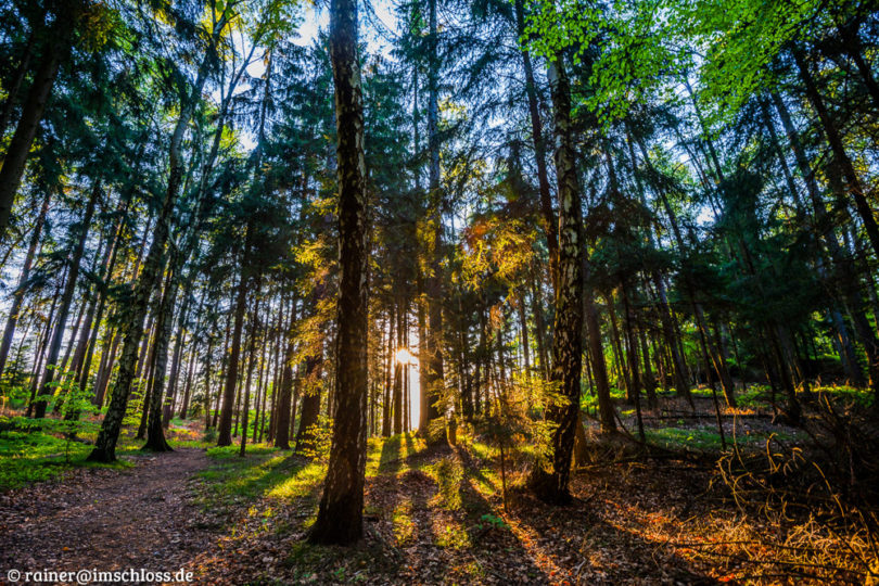 Im Wald auf dem Gipfel vom langen Horn