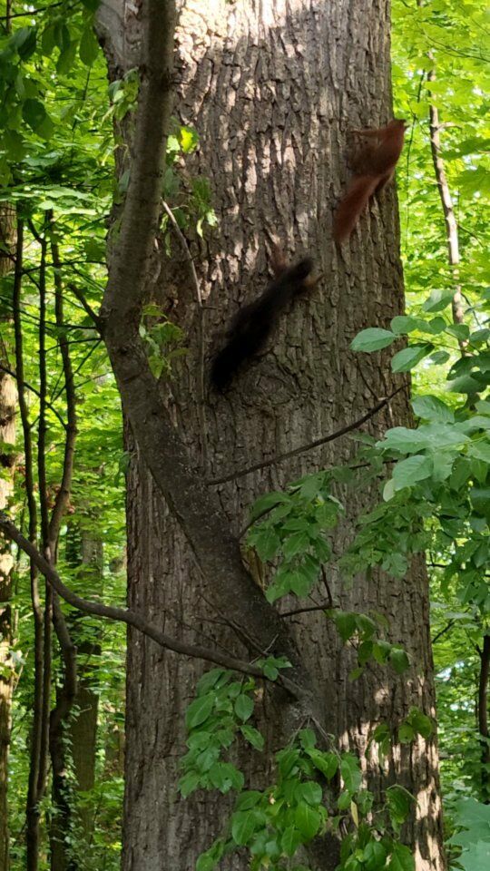 Two #squirrels are going nuts - zwei #eichhörnchen drehen durch

#squirrelsofinstagram #roundandround #wildlife #wildlifephotography #animals #wildanimals