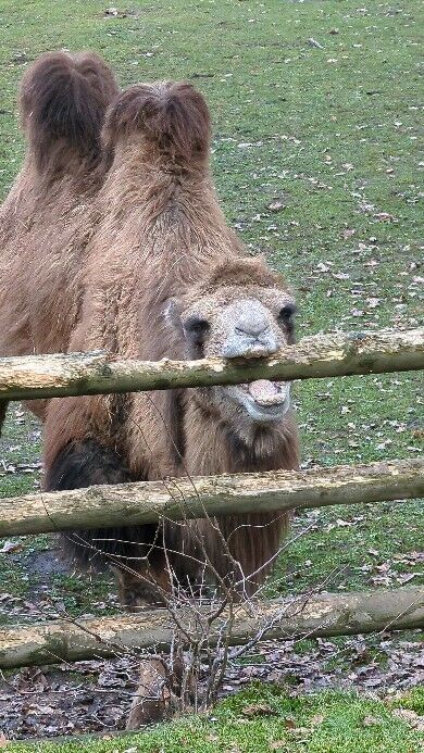 Someone wants to break free... Watching a #camel #escape (Da will jemand raus... ein#kamel auf der #flucht) #zoolife #zoo #tiergarten #nürnberg #nuremberg