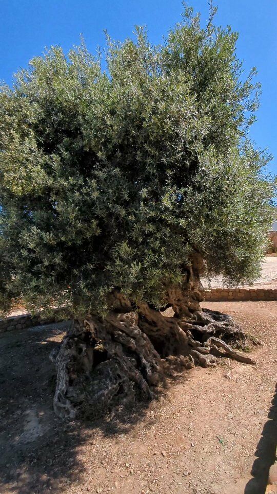 World's oldest olive tree (3500-5000 years) on Crete
Ältester Olivenbaum der Welt auf Kreta (3500-5000 Jahre alt) 

@incredible_crete
#olivetree #incredible_crete #visitgreece #beforeromans #greece #nature #kreta #baum #crete #travelphotography #naturelovers